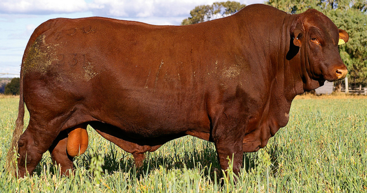 Brisbane Valley Santa Gertrudis Bull Sale On September 13 Somerset