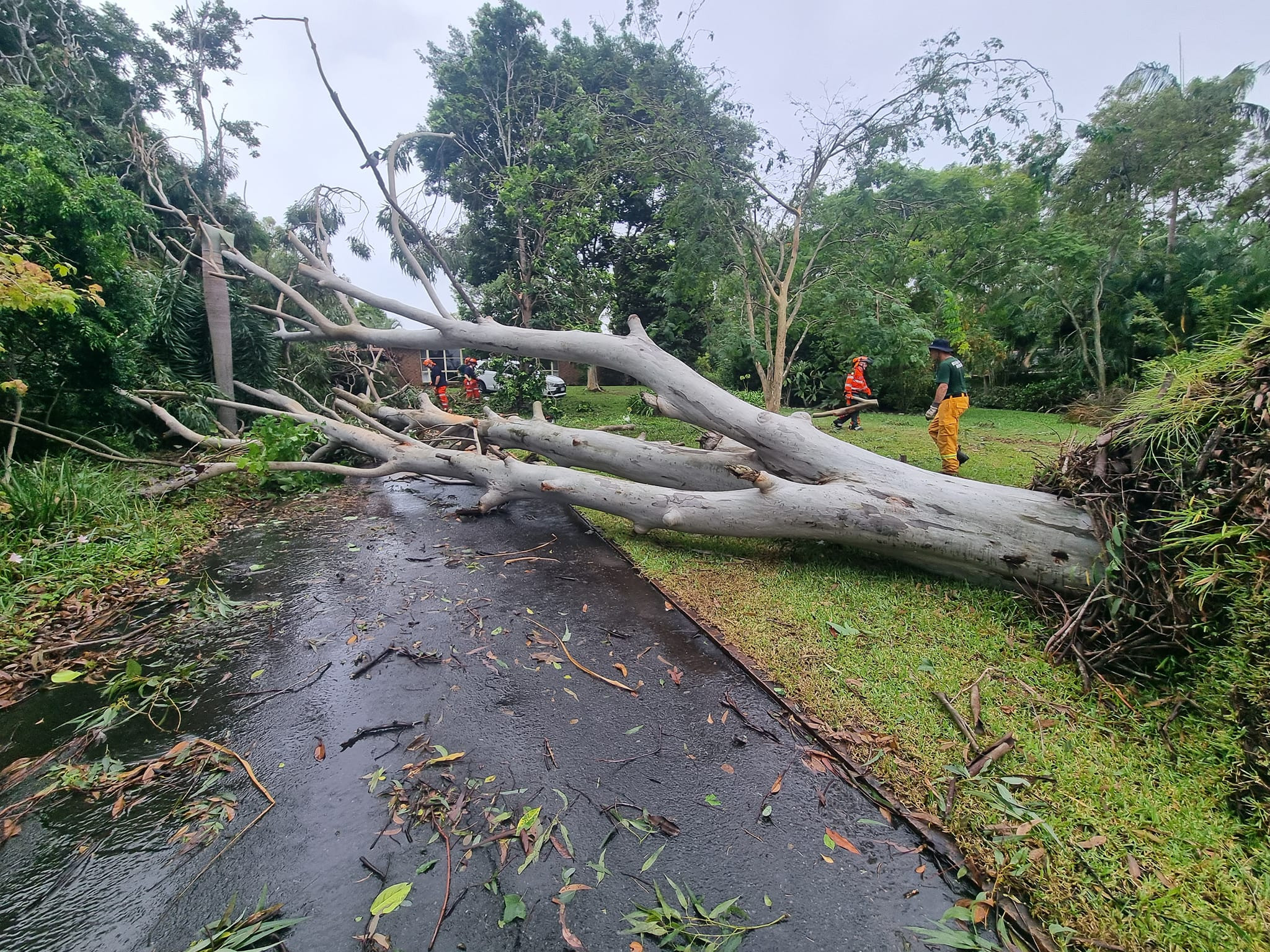 Gum tree down in Redland. Photo: Villeneuve Rural Fire Brigade.