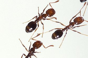 New talks to take sting out of fire ants - feature photo