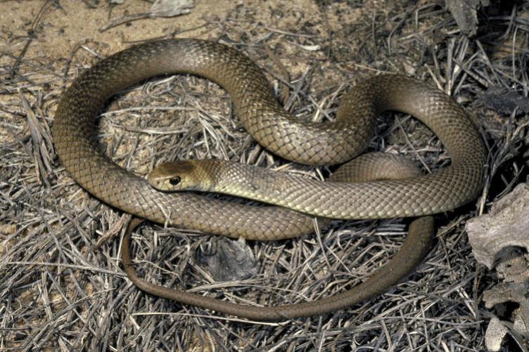 Ambo warns of snake danger - feature photo