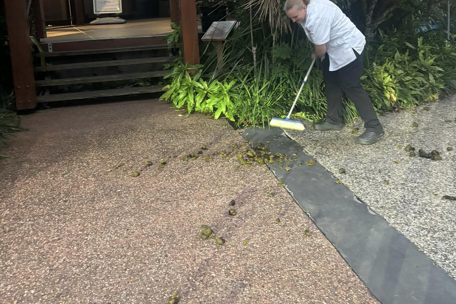 Woodford Hotel staff member does stablehand job, cleaning hotel entrance.