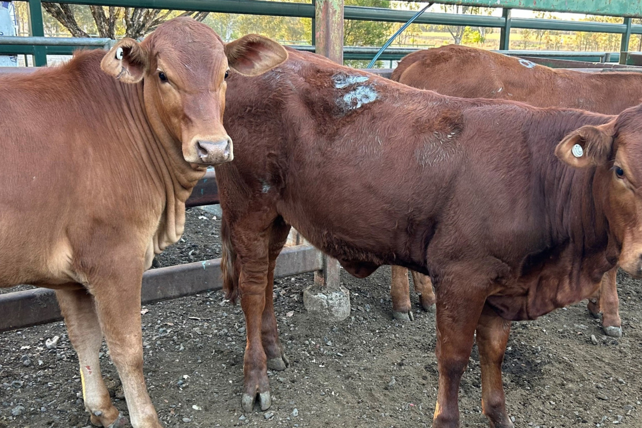 Moreton Saleyards market report - feature photo