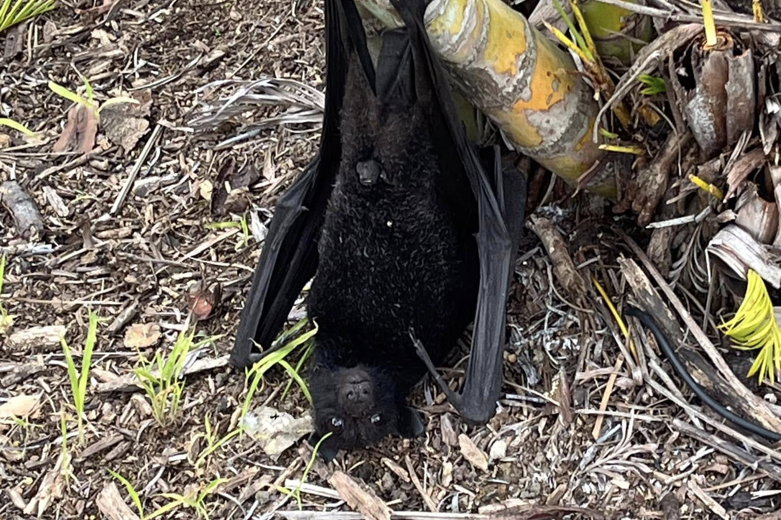 Lorikeets and Flying Foxes dropping at record rate in SEQld - feature photo