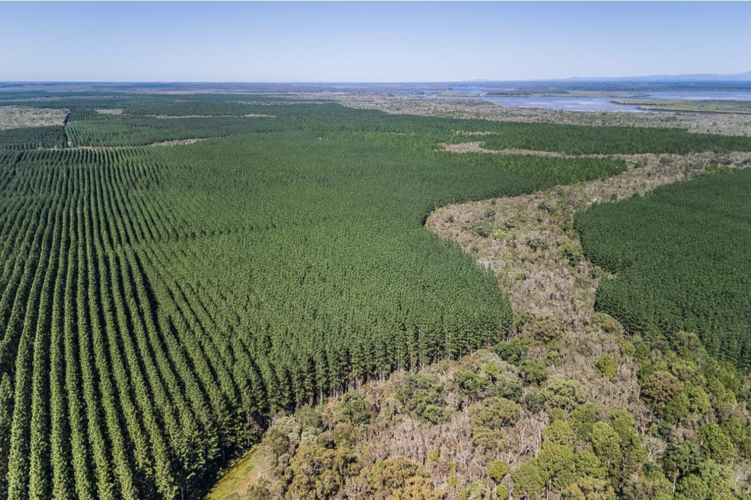 Plantations set for harvest - feature photo