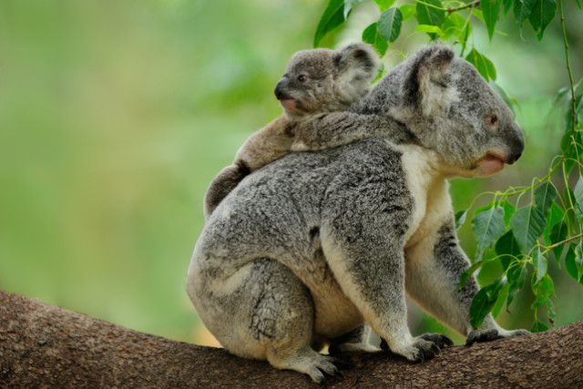 $4.2m funding pledge to further protect our endangered koalas - feature photo