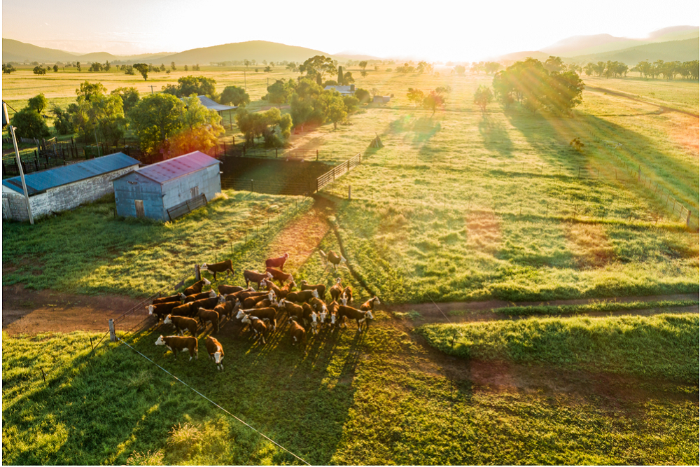 Bolstered biosecurity and drought resilience focus of ag budget - feature photo