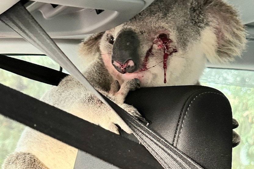 Koalas on the move; please beware - feature photo