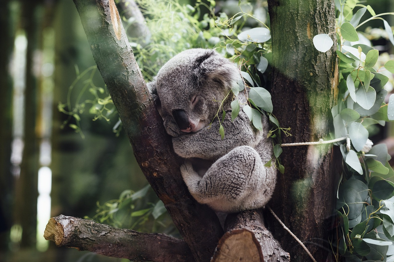 Funding to help protect koalas - feature photo