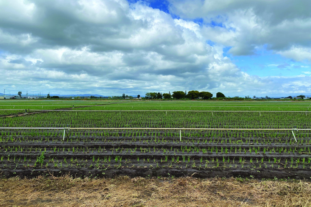 Production horticulture could be at risk after the latest delay to the Lockyer and Somerset Water Collaborative project
