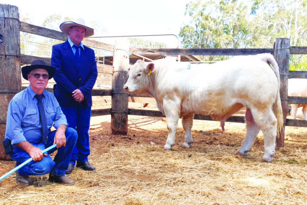 Graham Blanch (Charnelle Charolais), Midge Thompson (Aussie Land and Livestock) with the $19,000 top-priced bull “Charnelle Station Master” at the Coolabunia Classic Charolais Bull Sale last Thursday.