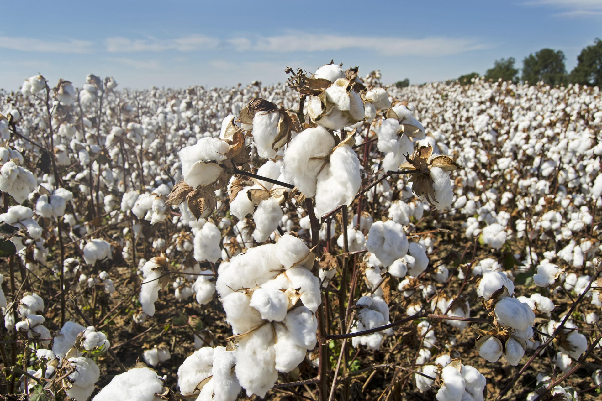Cottoning into strong season - feature photo
