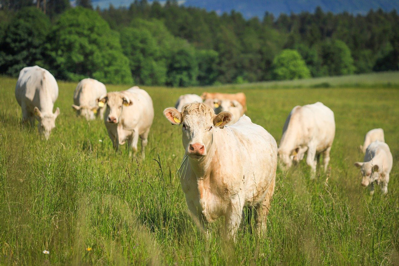 QLD farming expectations for 2025 - feature photo