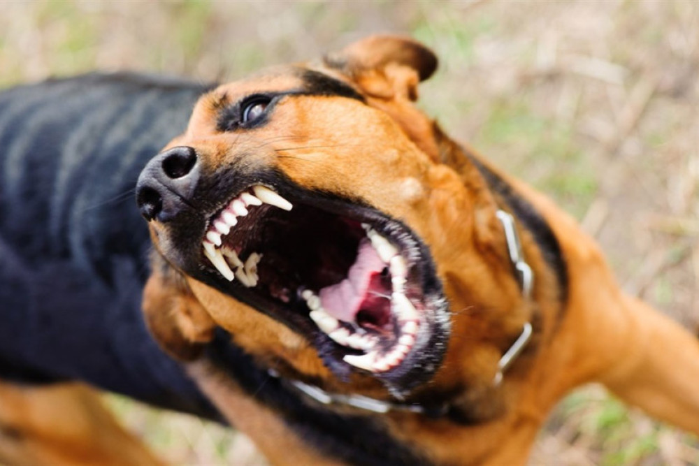 Have your say on tougher dangerous dog laws - feature photo