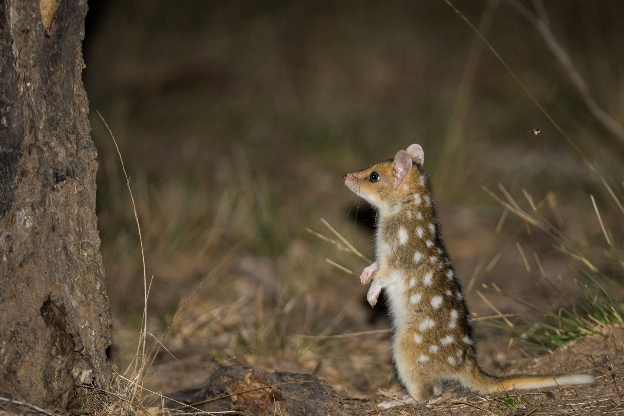 Eastern quoll. Image Charles Davis.