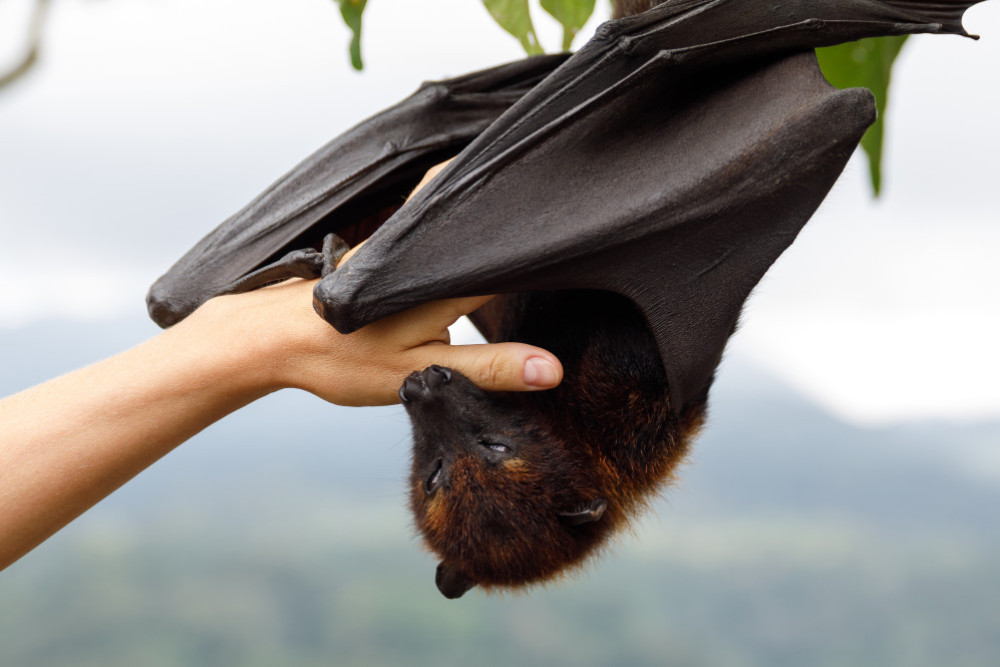 Somerset misses out on funding for flying fox management - feature photo