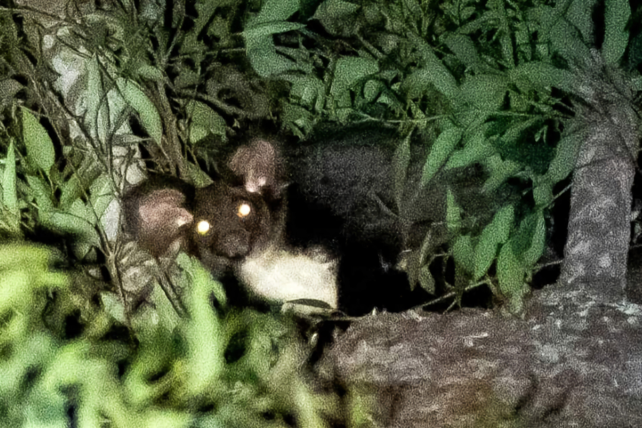 The Greater Glider spotted in Esk on July 26.