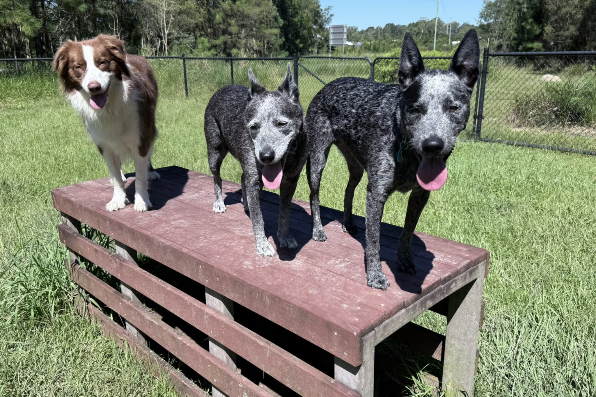 More dog parks for Moreton - feature photo