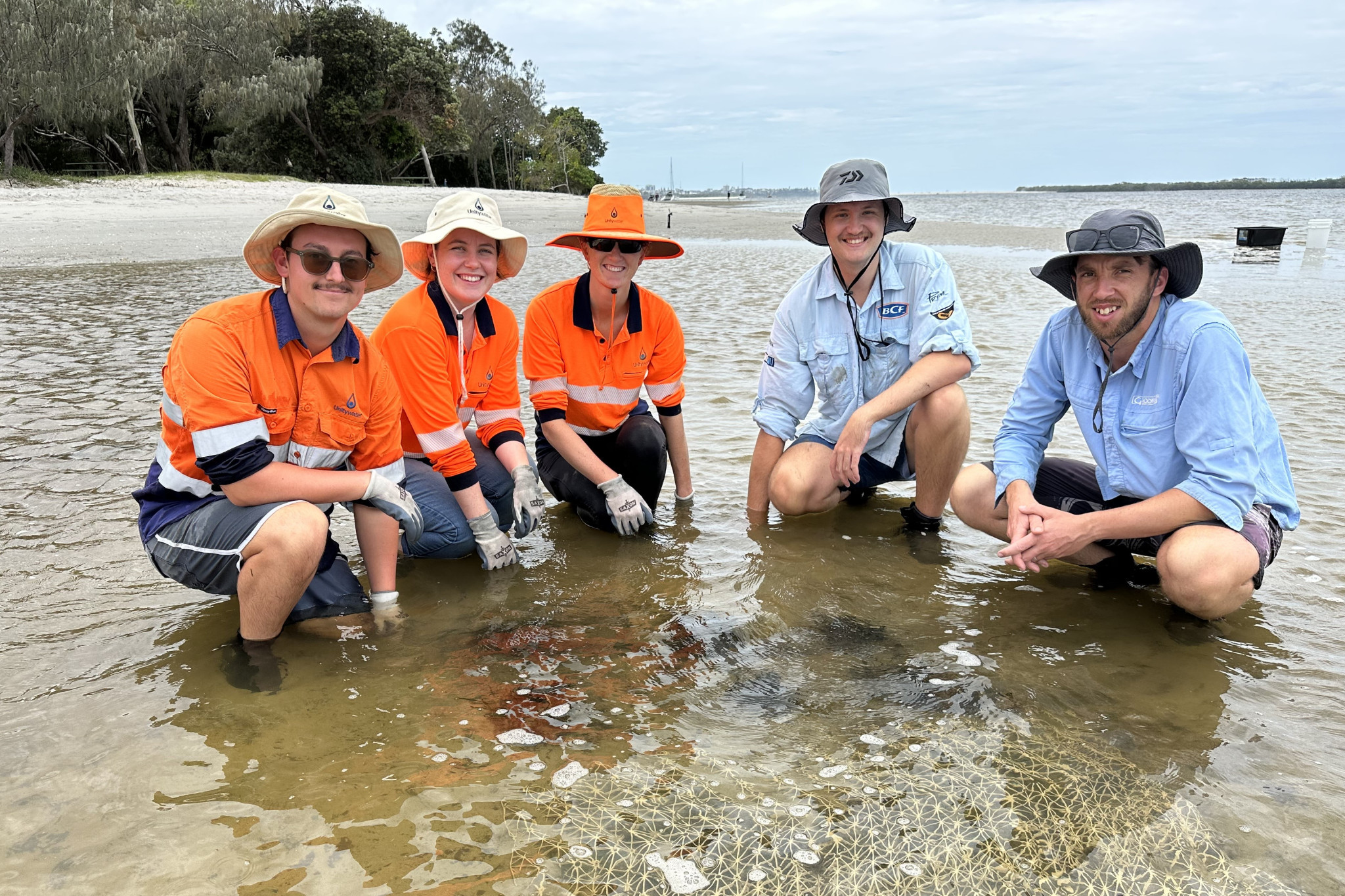 Unitywater planting seagrass in Moreton Bay.