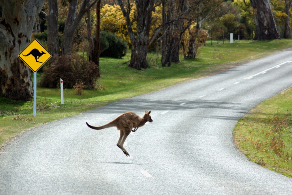 Keeping kangaroos safe on Bribie Island roads - feature photo
