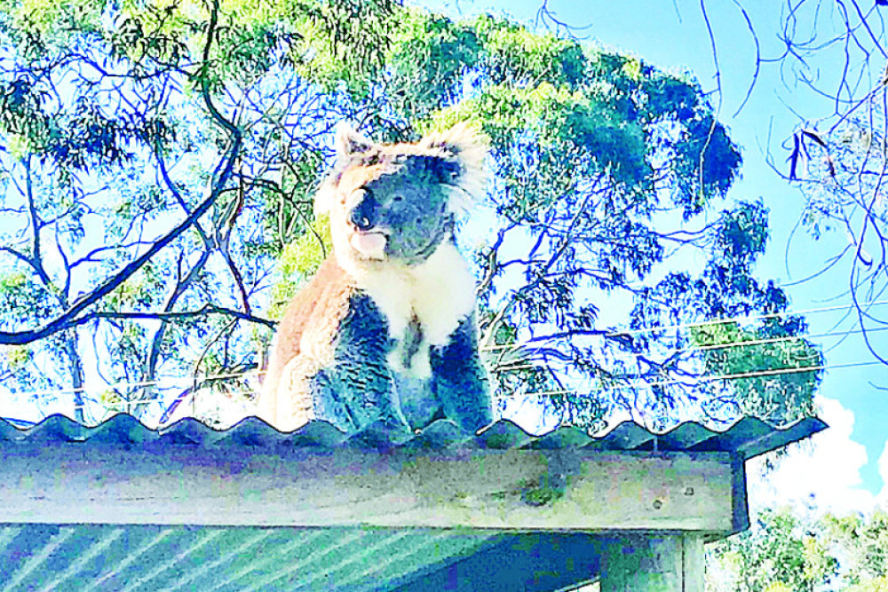 Koalas don’t follow usual behaviours during dispersal season and can be found in backyards, parks and other unusual places.