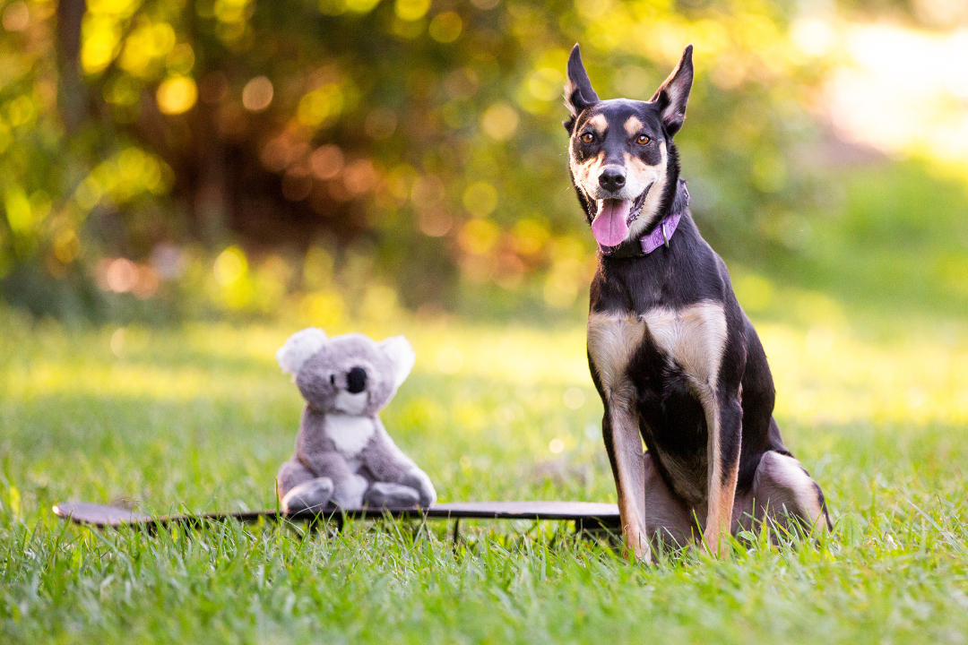 Free dog training - feature photo