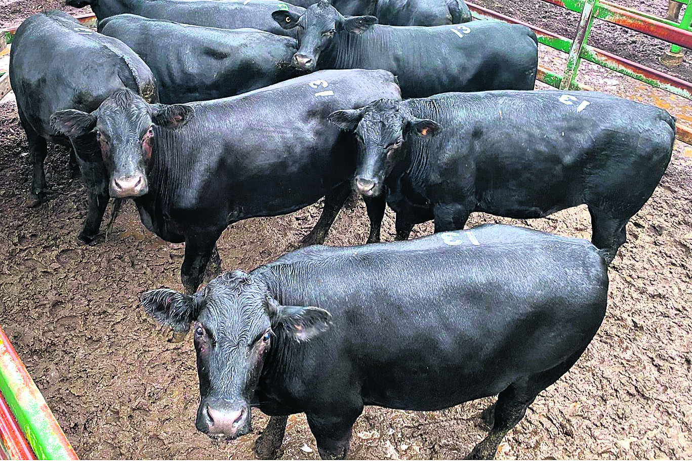 Cattle market stronger at Moreton - feature photo