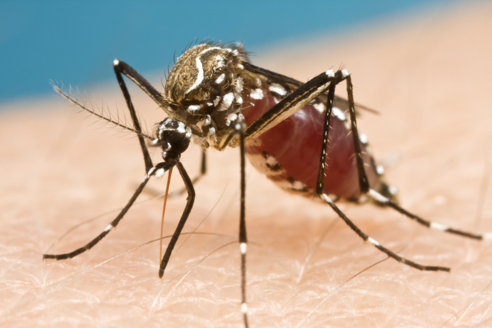 Moreton Bay and Somerset residents are warned to beware mosquito-borne diseases following on from last week's flood event