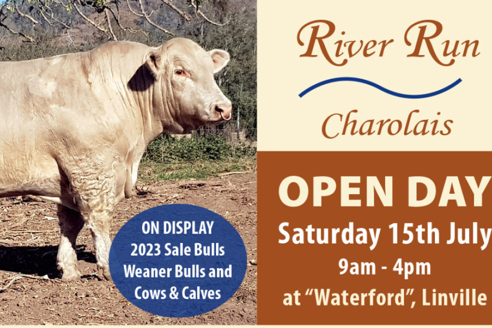 View River Run Charolais’ best bulls at open day - feature photo