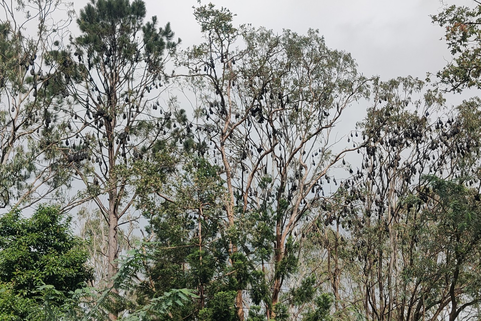 Bat roost at Sandy Creek. Photo: Lorna Peters.