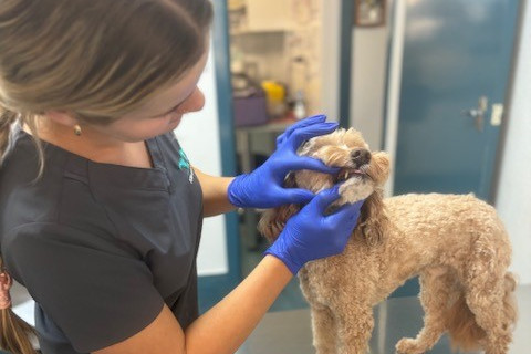 Kilcoy Vert offer free dental checks for pets.