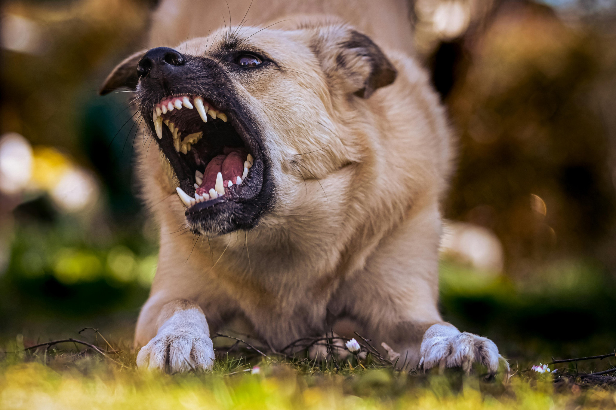 Dozens of dogs declared dangerous - feature photo