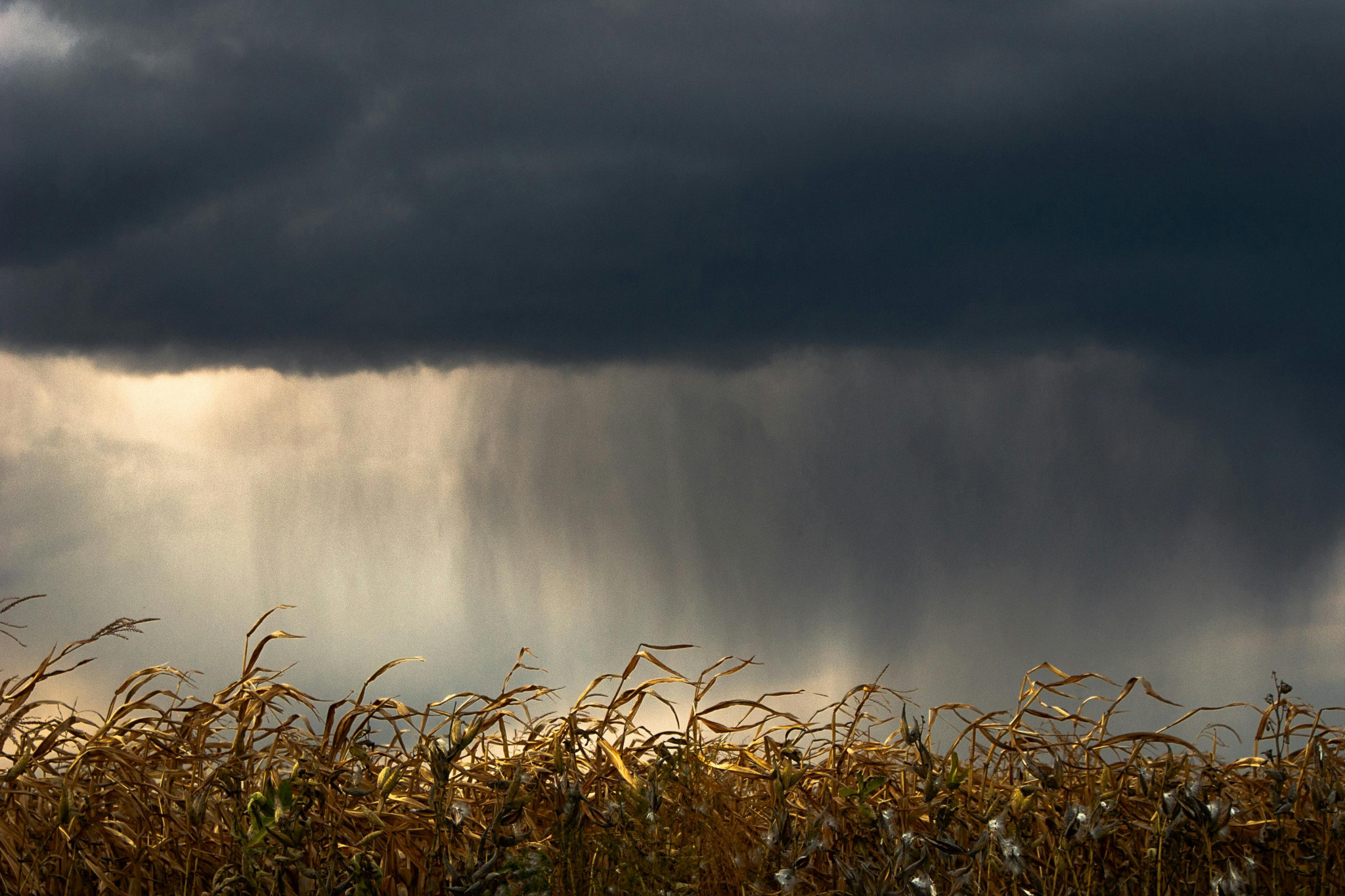 Insights from global practices protect Australian crops in extreme weather - feature photo