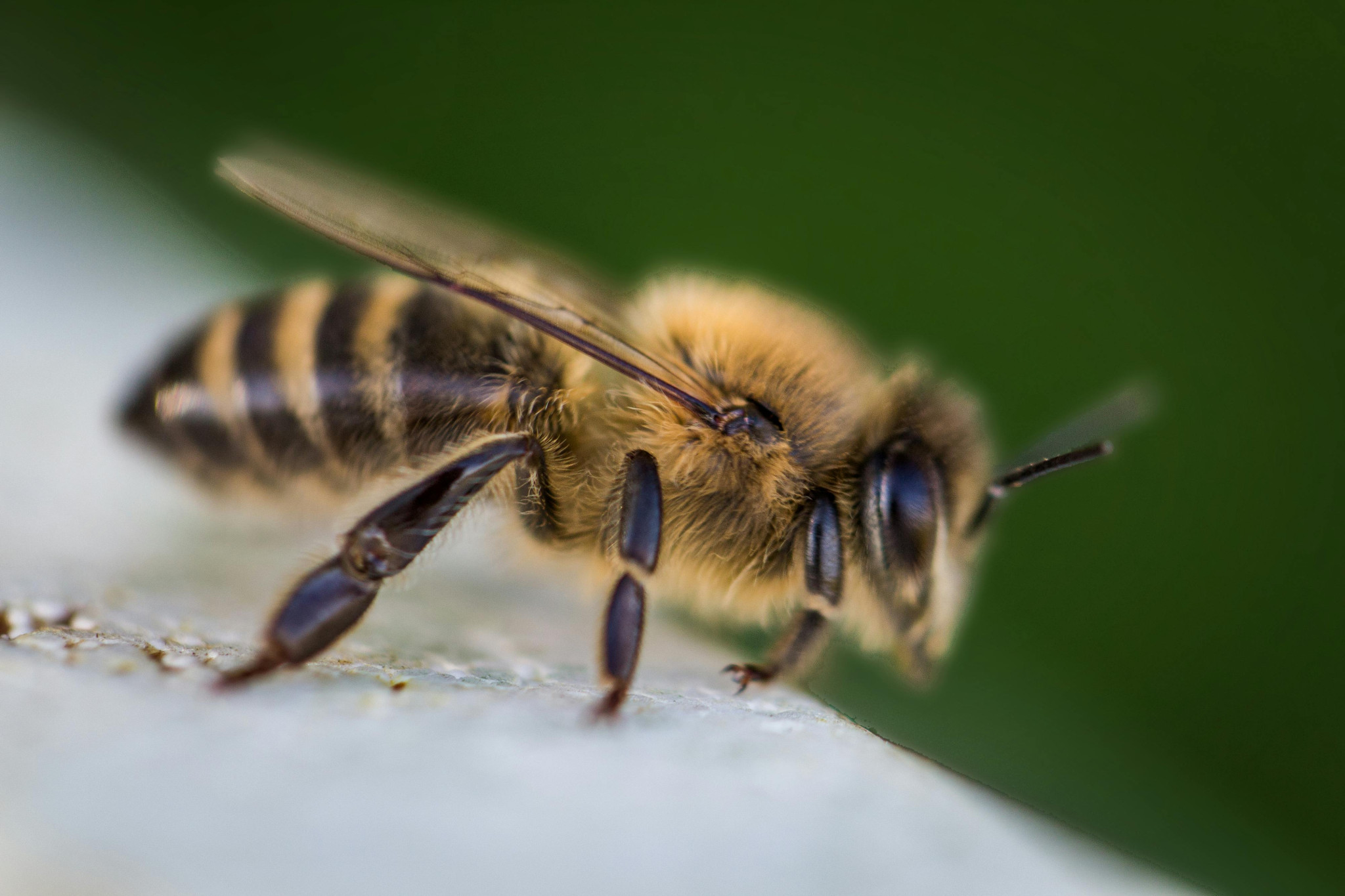 State delivering support to help combat varroa mite - feature photo