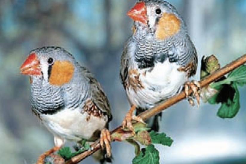 Flying high in immunity study - feature photo