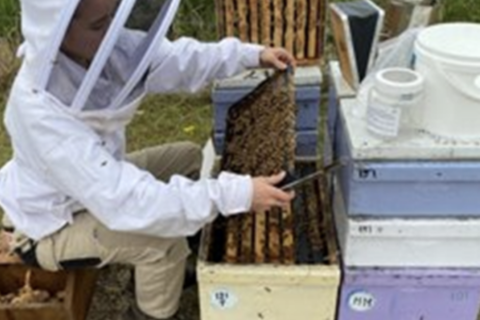Join fight against bee-killing mite - feature photo