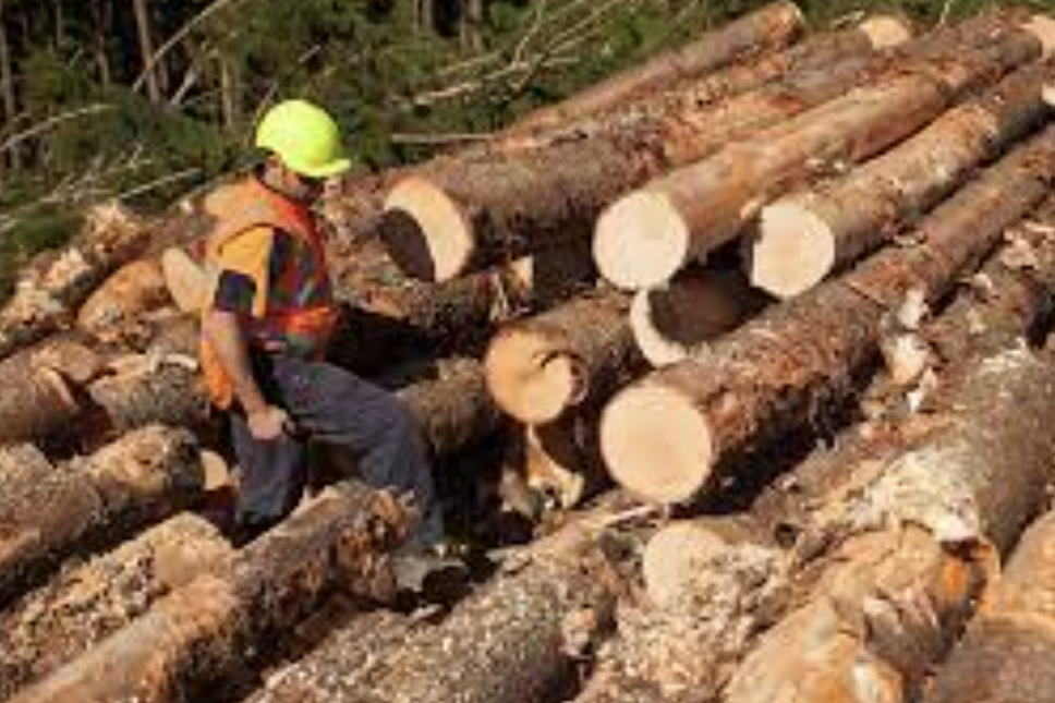 Growing Queensland’s timber industry - feature photo