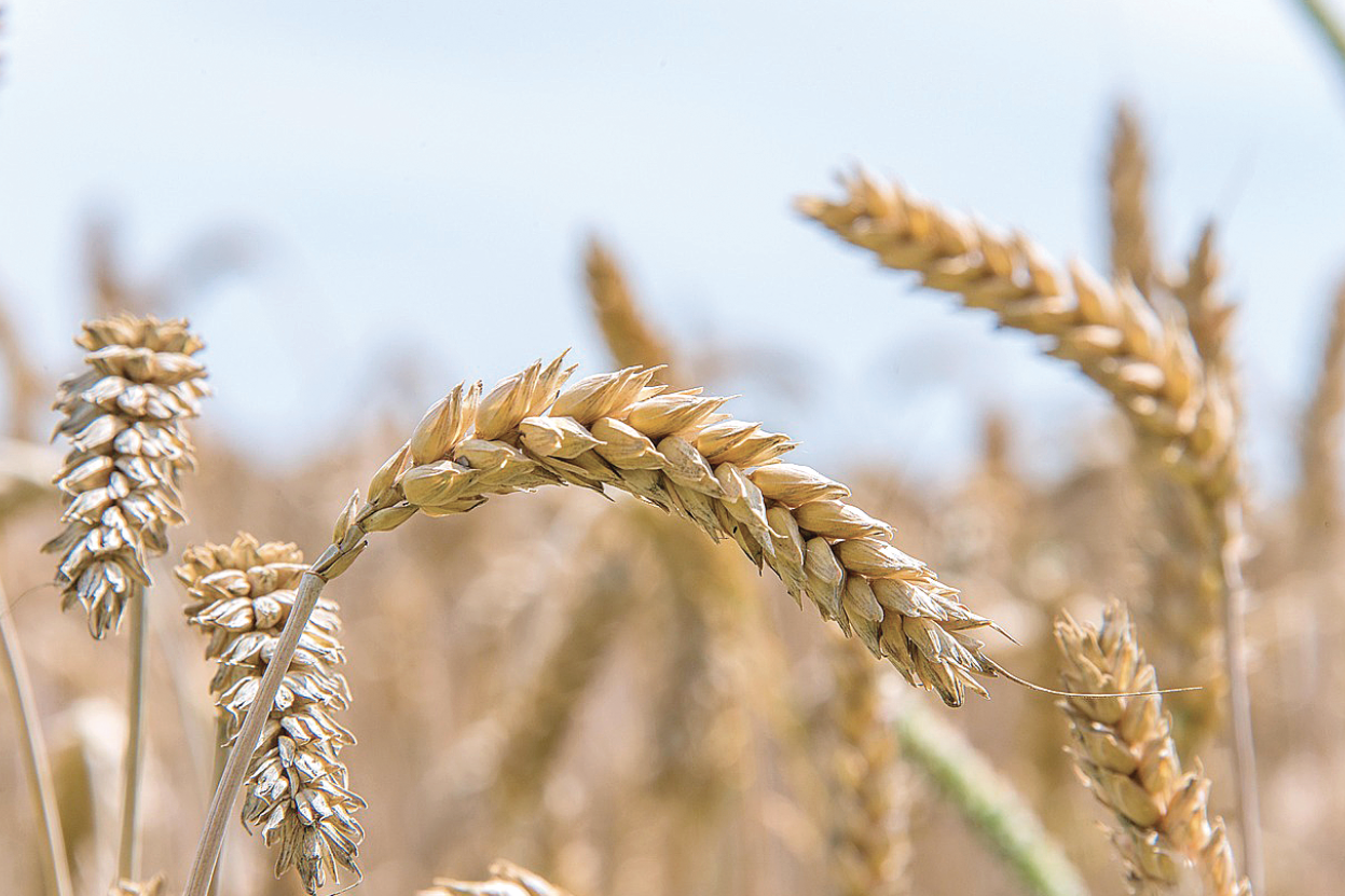 Helping wheat beat the heat - feature photo