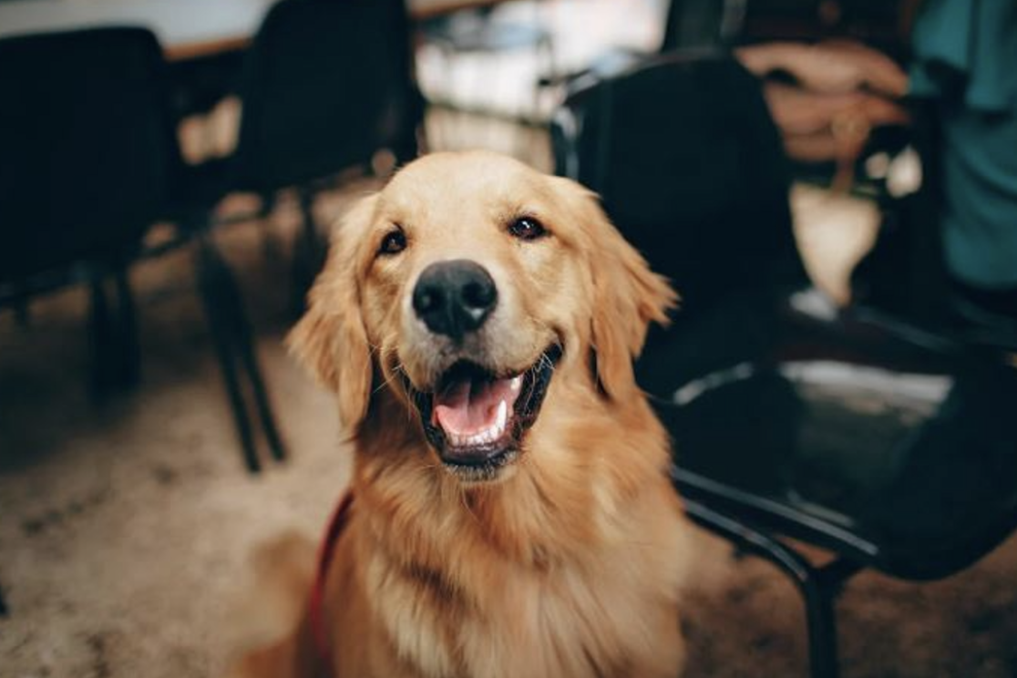 Ensure pets are registered - feature photo