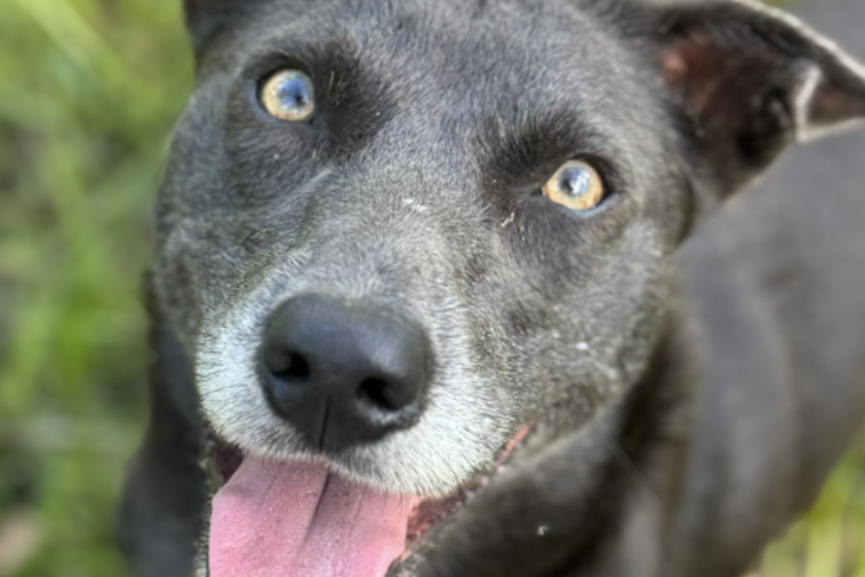 Akheron Working Dogs’ Nemisis.