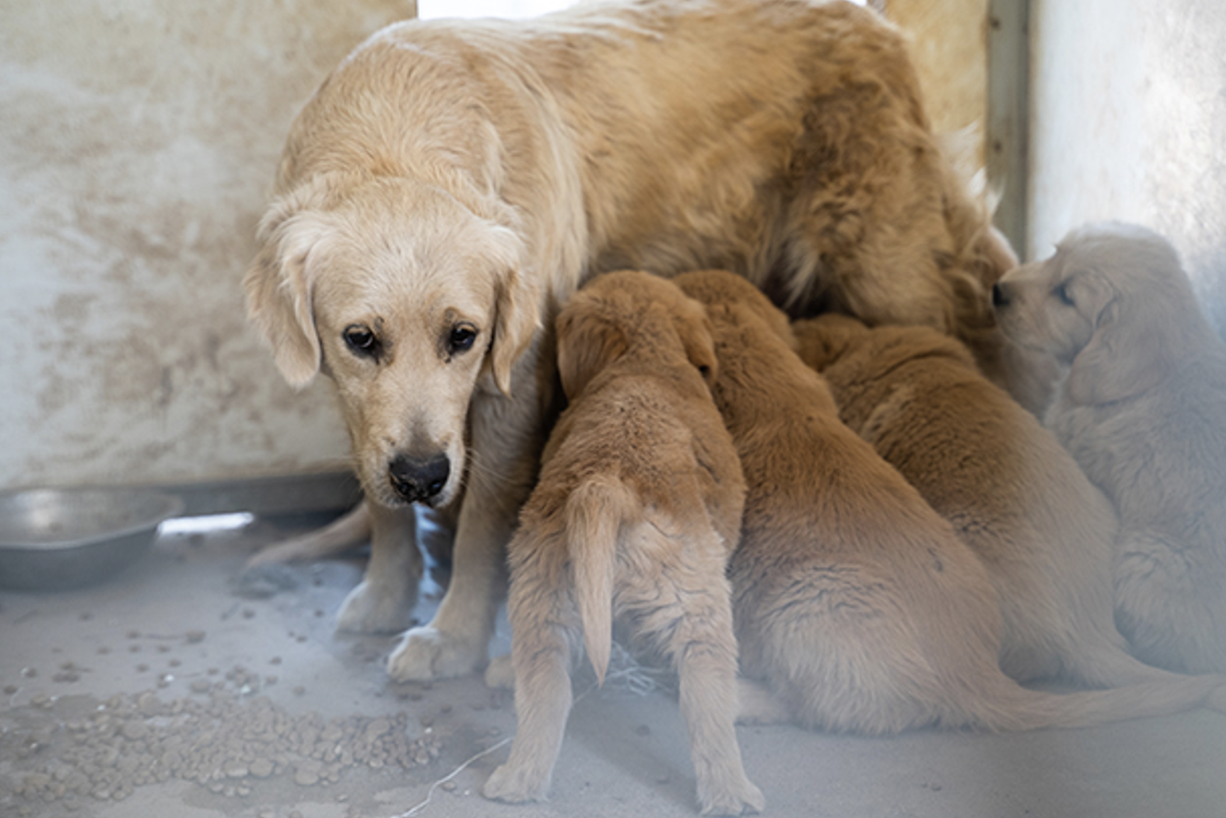 Pic: RSPCA QLD.