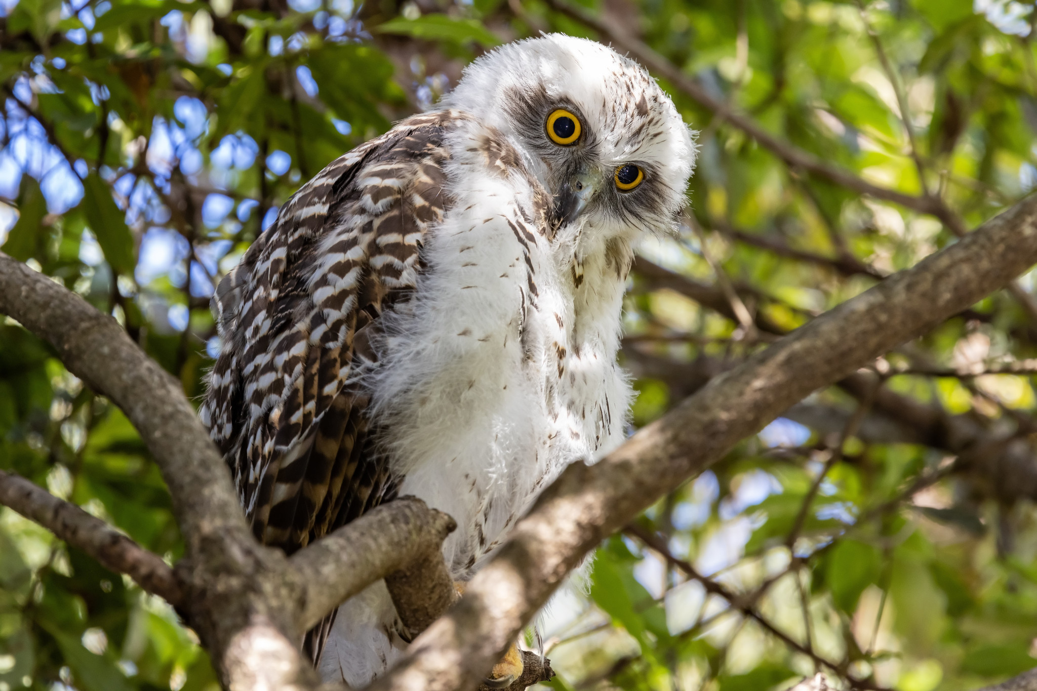 Have a hoot at Powerful Owl - feature photo