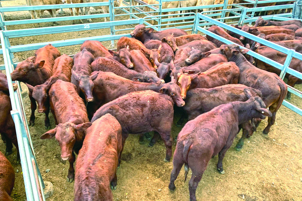 A quality pen of Santa weaner steers 6-8 months old account G and D Tilley of Beaudesert sold for $1,060/head at Toogoolawah last Friday.