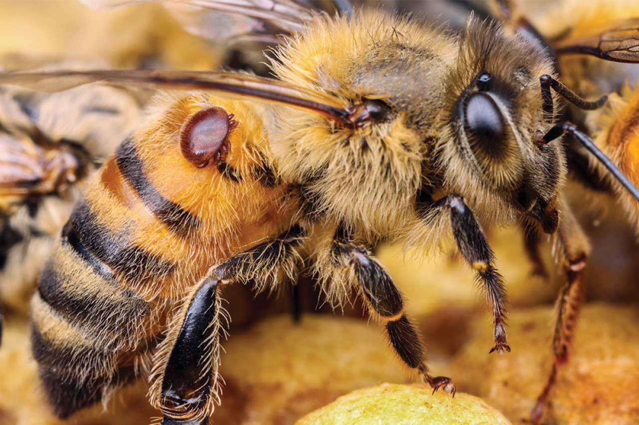 Varroa mite detected in Moreton - feature photo