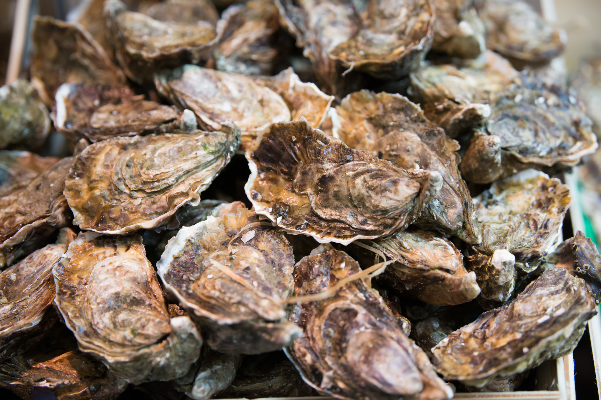 Pest oyster found in Moreton Bay and Brisbane waterways - feature photo