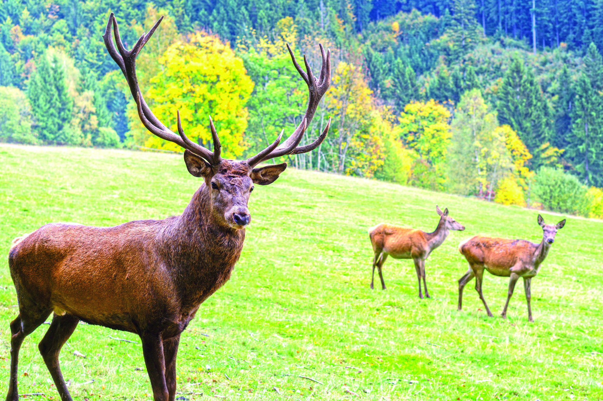 New guide takes up the fight against the rising threats of feral deer - feature photo