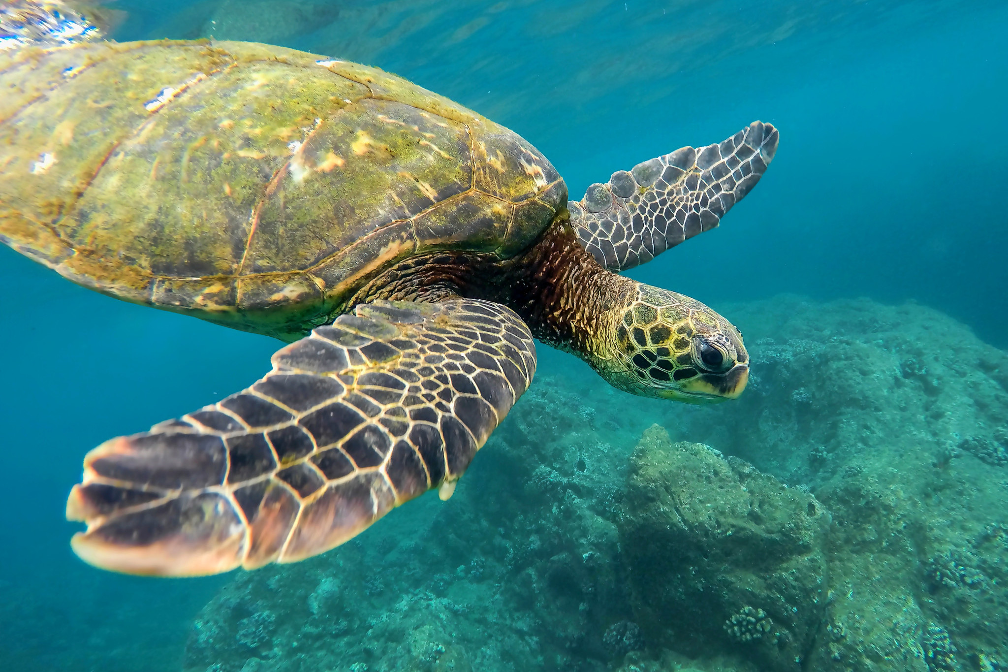 Moreton Bay’s turtle save - feature photo