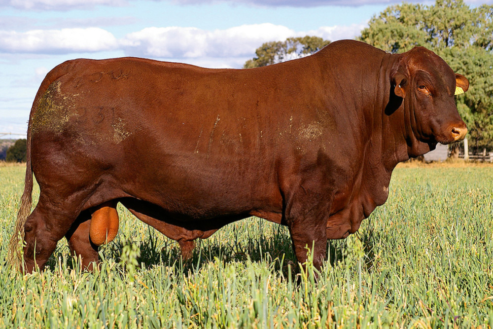 Lot 8 will be up for auction at the 2023 Brisbane Valley Santa Bull Sale on Wednesday September 13.