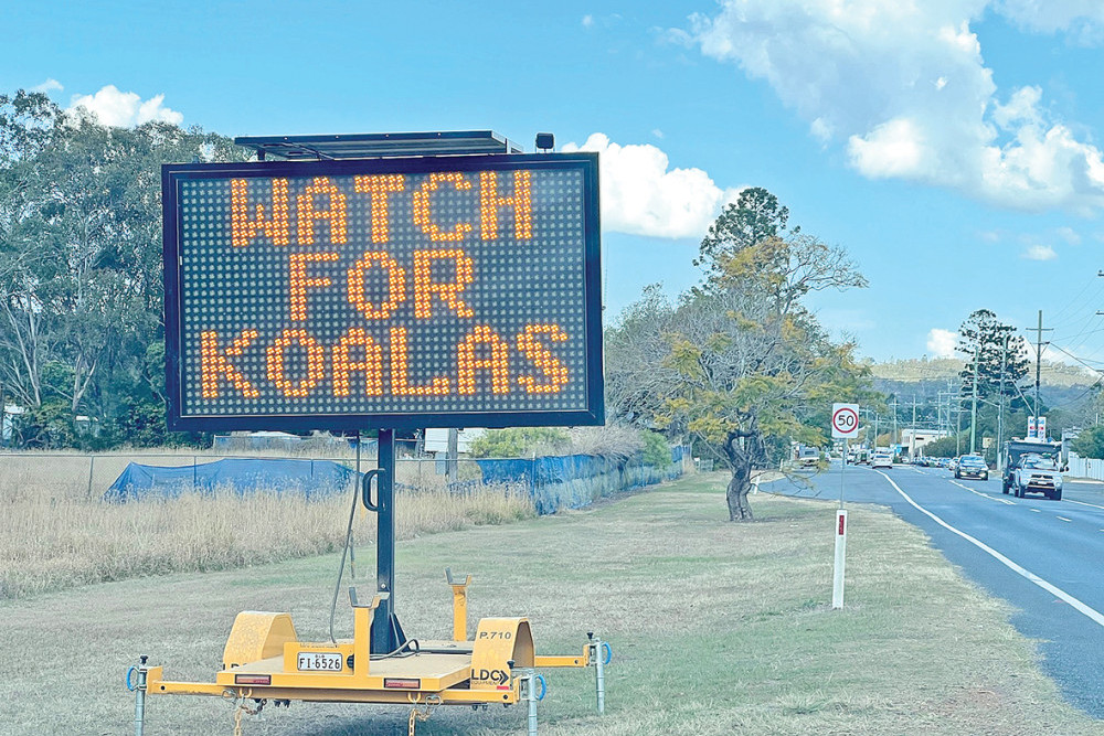 Key partnerships strengthen koala awareness - feature photo