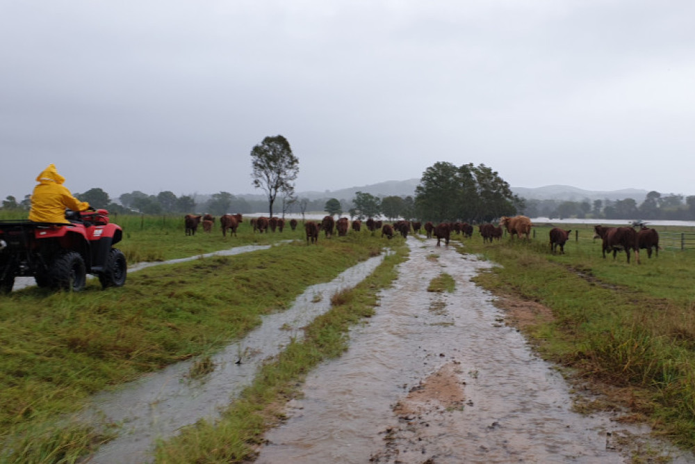 There will be no Moreton cattle sale on Tuesday, May 17.