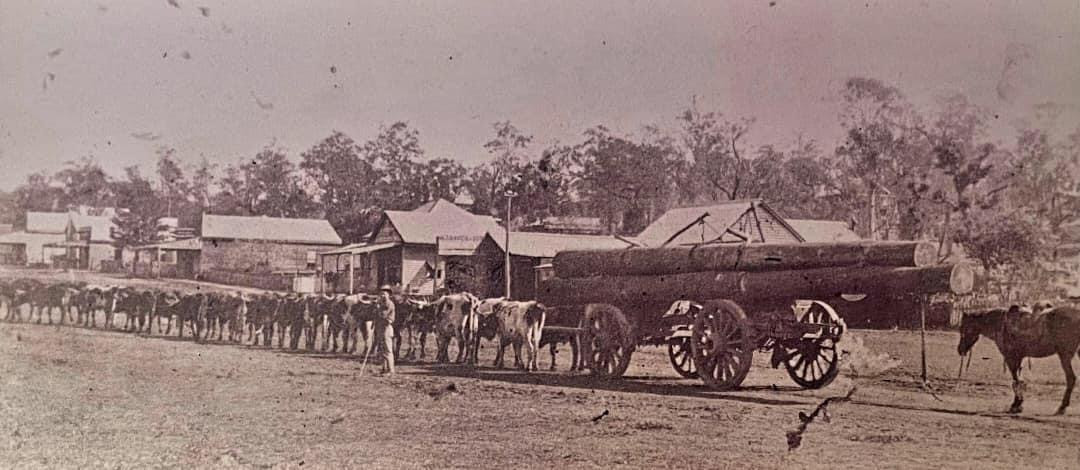 Wilfred (Billy) Pratten Bullock Team 1915 in William Street, Kilcoy.